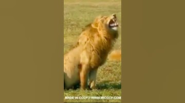 Call of duty mobile short video {very bad network}😓😭