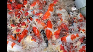 Selecting New Tosai! Stunning Koi! Selecting New Tosai! Stunning Koi!