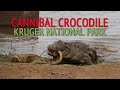Cannibal Crocodile eats smaller crocodile in the Kruger National Park