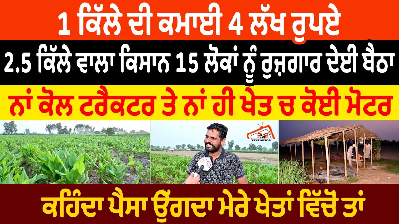 1 ਕਿੱਲੇ ਦੀ ਕਮਾਈ 4 ਲੱਖ ਰੁਪਏ 2.5 ਕਿੱਲੇ ਵਾਲਾ ਕਿਸਾਨ 15 ਲੋਕਾਂ ਨੂੰ ਰੁਜ਼ਗਾਰ ਦੇਈ ਬੈਠਾ