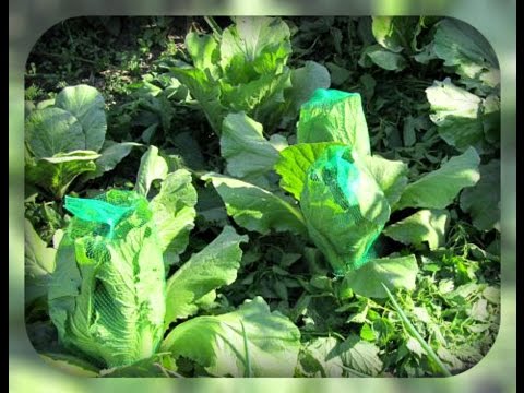 Почему не завязываются кочаны у капусты