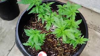 Happy morning growmiis 👽👾🤖🙈😷!¡