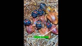 Feeding time is a literal light show. 🍎 #oddlysatisfying #birdmom #NYClife #shorts