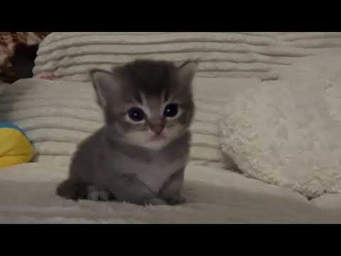 cute kitten