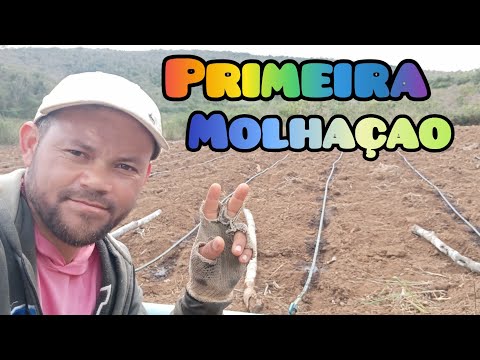 Vídeo: Relocação De Mudas De Tomate Para Terreno Aberto