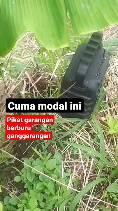 pikat garangan berburu garangan di konsumsi | petualangan anak kampung