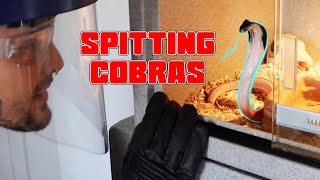 Baby Spitting Cobras are getting HUGE! | Tyler Nolan