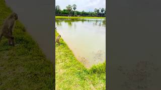 How far they can dive?#monkey #animals #4k #shortvideo #shorts #wildlife #funnyanimals