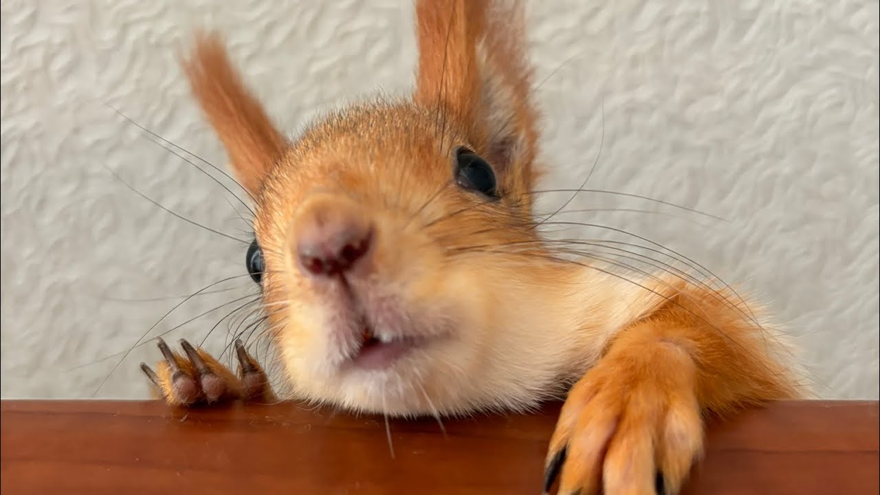 Трішки погралась, тепер час по обідати😍