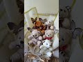 Teddy bouquet - Order now on 8318764381