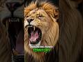 Lion — The King Who Rules the Wild | Ultimate Survival Story 🦁🔥#shorts