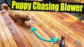 Playful Puppy Decides to “Help” His Owner Clean off the Deck by Chasing Blower