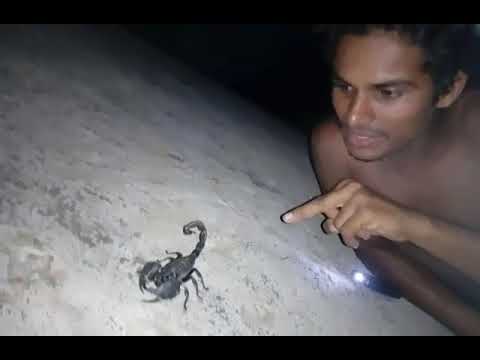 camera iphone 8 plus apk Scorpion Catching By MPB American Style | Scorpion in English