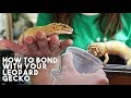 5 TIPS TO MAKE YOUR GECKO LOVE YOU!