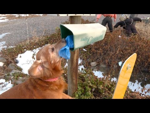 Dog delivers newspapers to neighbors