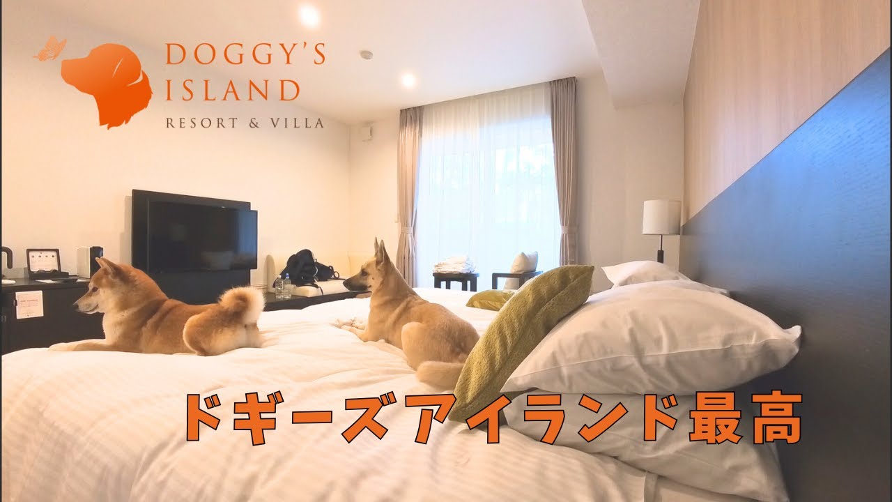 【ドギーズアイランド】犬のディズニーランド？と言われている小谷流の里ドギーズアイランドで宿泊！犬にも飼い主にも最高すぎた！#柴犬 #保護犬 #ドギーズアイランド