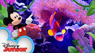 Download lagu Ocean π  | Disney Animals | Mickey Mouse Funhouse | @disneyjr