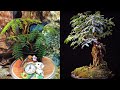 Бонсай или растение-часы ⏰ ЛЕУЦЕНА, никтинастическое движение 🌿 листьев. Bonsai (Leucaena). Часть 5.