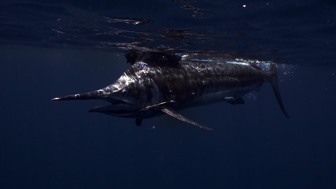 indonesia spearfishing travel - andretrip2023