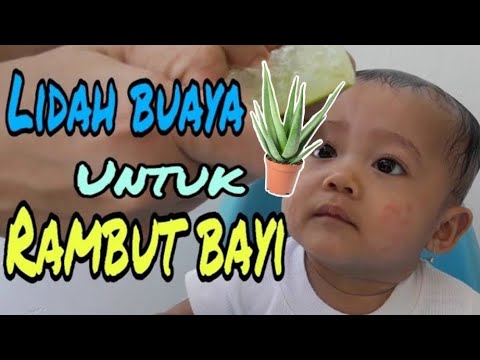 Lidah Buaya Melebatkan Rambut : Cara melebatkan rambut bayi menggunakan