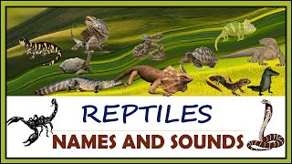 Animals Sound Reptiles - Names And Sounds Sounds Of Animals Forest Animals G.l Education