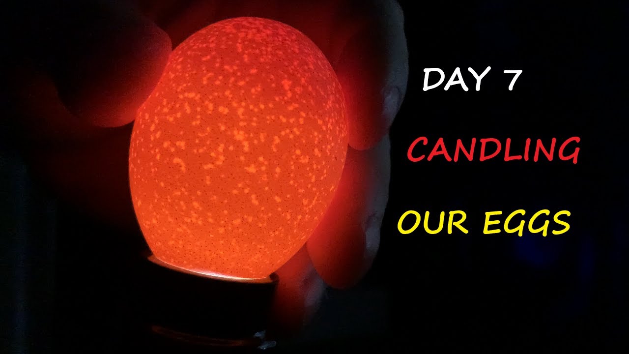 Candling Chicken Eggs Day 7 From Our Incubator - YouTube