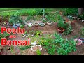 How to grow peelu tree as bonsai jaalsalvadora persicawiring 2 sep 2017mammal bonsai