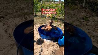 EITA QUE AGORA ELE TÁ FRESQUINHO 🤣🤣🤣 #comedia #viral #humor #fy #calor