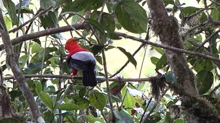 Equateur Octobre 2023 Coq de roche, quetzal et chouette