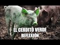 REFLEXION - EL CERDITO VERDE, Reflexiones Diarias, Cortas, del Dia, Pensamientos Positivos, De Dios.