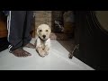 Labrador puppy runs to sleep in cool place | Little John I