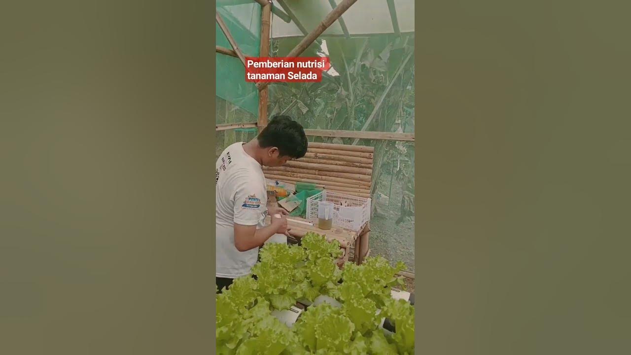 Nutrisi Terbaik untuk Tanaman Selada: Panduan Lengkap untuk Hasil Optimal Nutrisi Terbaik untuk Tanaman Selada: Panduan Lengkap untuk Hasil Optimal