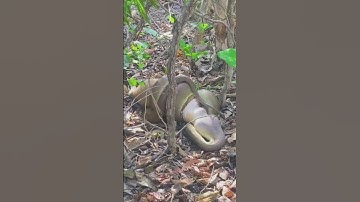 olive python chewing on kangaroo @outbackanglers5384 #shorts #youtubeshorts #viral #ytshorts