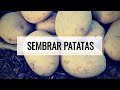 ANTES De SEMBRAR PATATA o PAPA Tienes Que VER Este VÍDEO 🥔 || MÉTODO TRADICIONAL La Guía DEFINITIVA