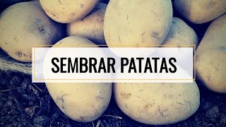 ANTES De SEMBRAR PATATA o PAPA Tienes Que VER Este VÍDEO  || MÉTODO TRADICIONAL La Guía DEFINITIVA