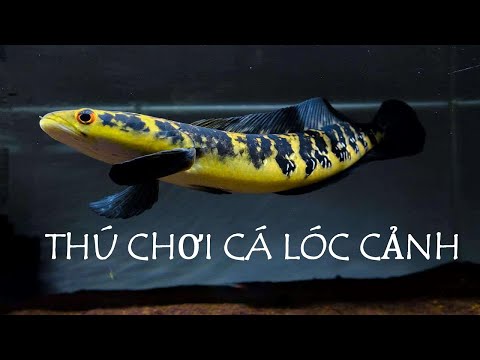 Video Thú chơi cá lóc kiểng cực kỳ lý thú cho người chơi cá... - youtube