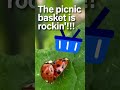 NSFW Hook-up X-rated Ladybugs ADULT Picnic put to hilarious sexy Blues track #bugs #shortsviral