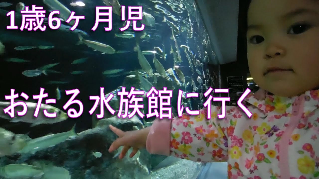 【お出かけ】1歳6ヶ月児 おたる水族館に行く