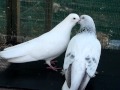 Pigeons kissing and mating