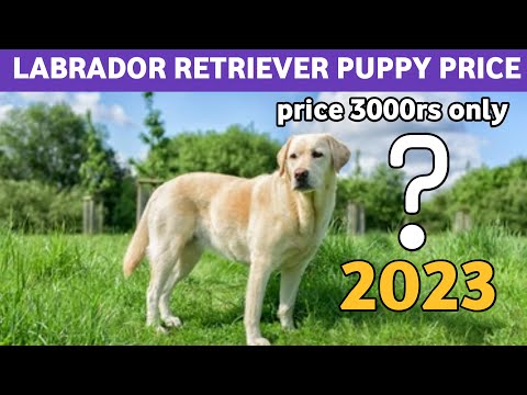 Labrador Retriever puppy Price 2023 : Labrador monthly Cost 🤑