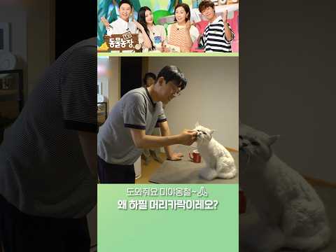 레오가 머리카락 꾹꾹이를 했던 건…더보기 #TV동물농장