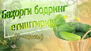 картинка: Баҳорги бодрингни етиштириш (2 - қисм)