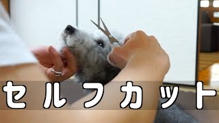 🐶 【上手にできるかな？】目元、口元のセルフカットに挑戦。 【dog】【toy poodle】