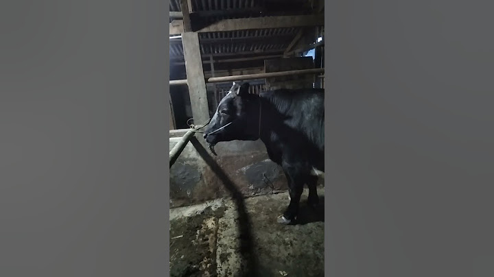 sapi belgian blue