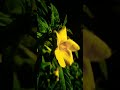 Feel the music and vibes 🎧🌱❤️😌 ( SLOW MOTION VIDEOGRAPHY BY PRADUMNCLICKS 📸)