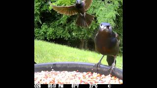 2 common grackles feeding while a third flies in the background 6/8/26