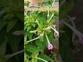 Flowers,Trending yt shorts,#youtub shorts#shorts #nature #garden #flowers #beautiful #viralshorts .