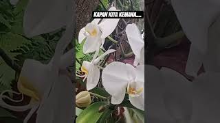 KAPAN KITA KEMANA#@SS_Umma99@rafiemaulana77777#Muse Spark#terimakasih