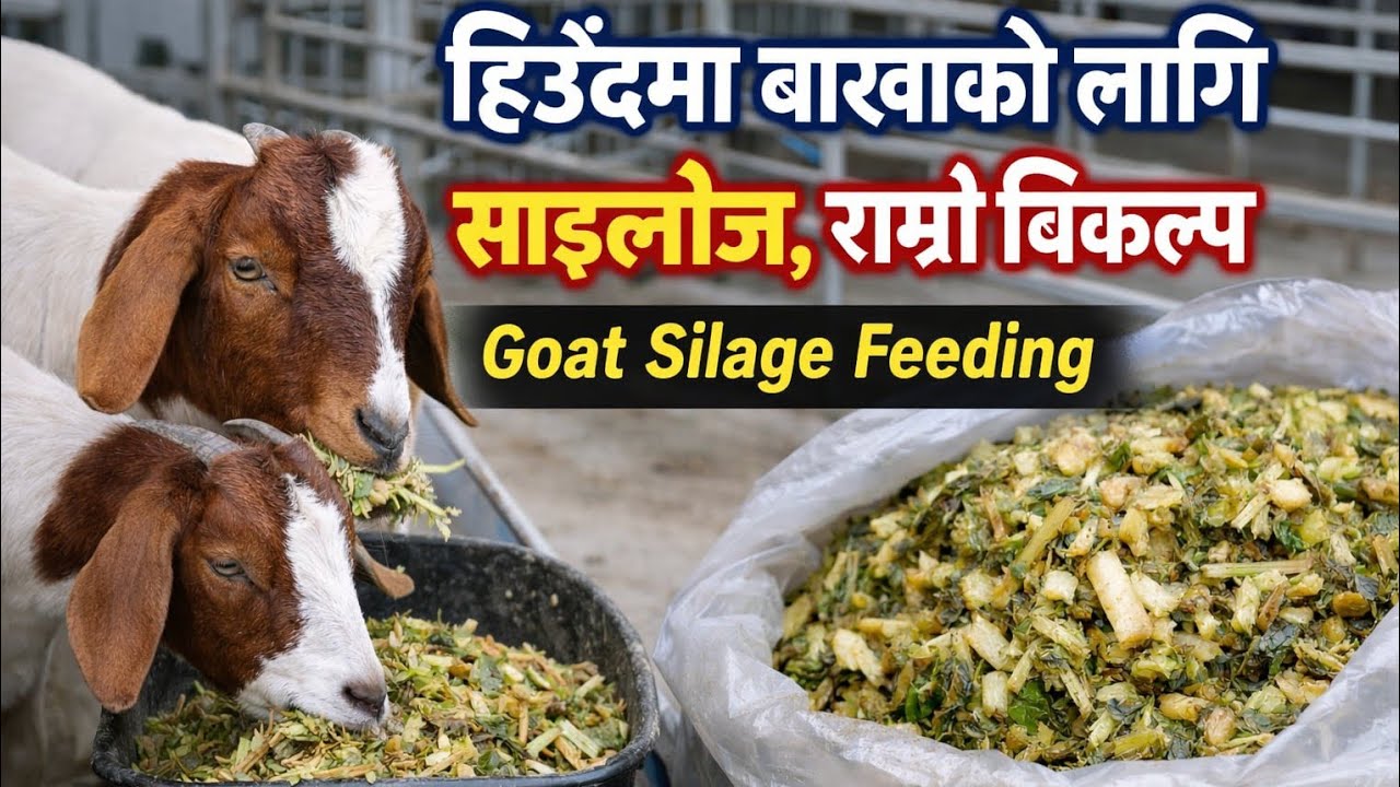 हिउँदमा बाख्राको लागि साइलेज , राम्रो विकल्प // Goat Silage Feeding // bakhra palan nepal