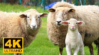 Cutest Fluffy Sheeps Ever || Suffolk Sheep || Romney Sheep || 4K UHD